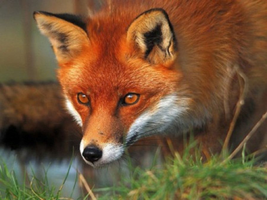 Увага! Сказ!